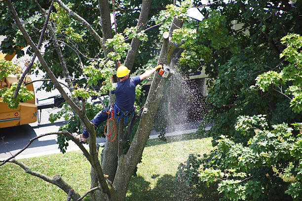 How Our Tree Care Process Works  in  Port Clinton, OH