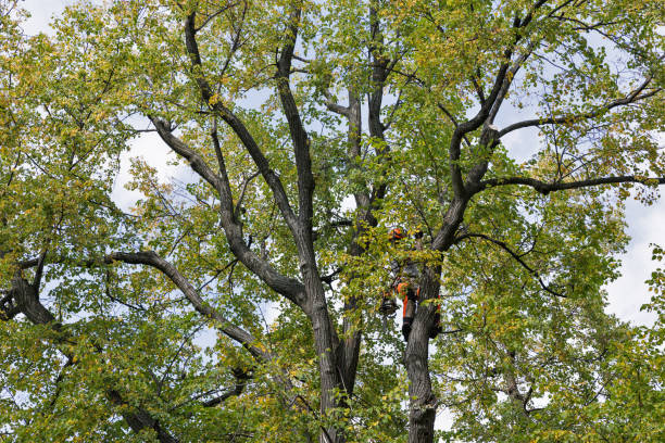 Professional Tree Care in Port Clinton, OH